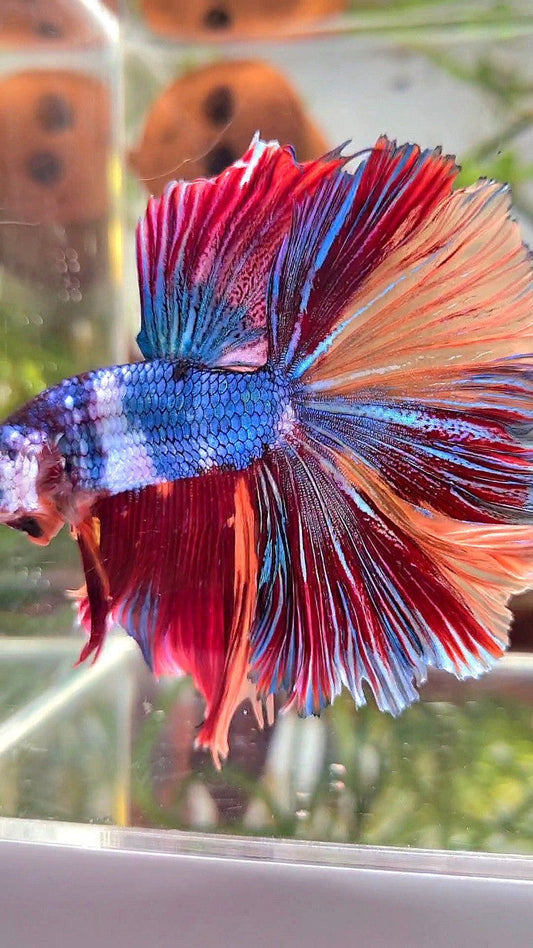 XL HALFMOON ROSETAIL BLUE PURPLE FANCY NEMO MULTICOLOR BETTA FISH