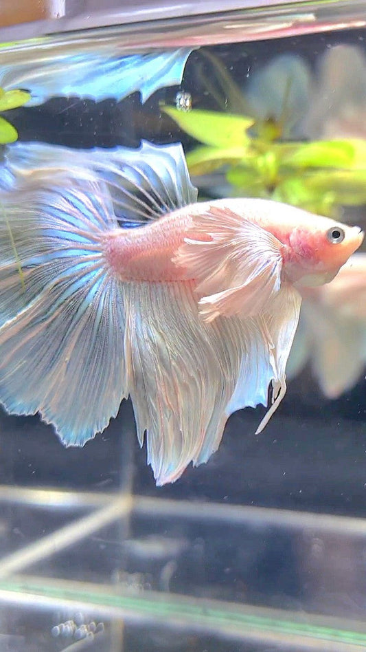 HALFMOON SUPER DUMBO EAR WHITE BETTA FISH