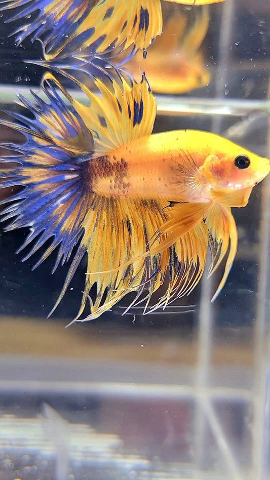 CROWNTAIL YELLOW FANCY THUNDER MULTICOLOR BETTA FISH