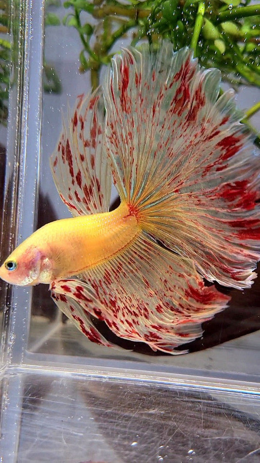 LUXURY XL HALFMOON OVERTAIL ROSETAIL YELLOW VANDA BETTA FISH