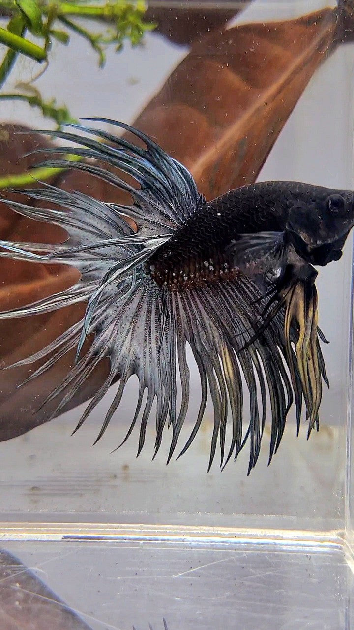 LUXURY CROWNTAIL AVATAR BLACK GALAXY COPPER YELLOW WASH BETTA FISH