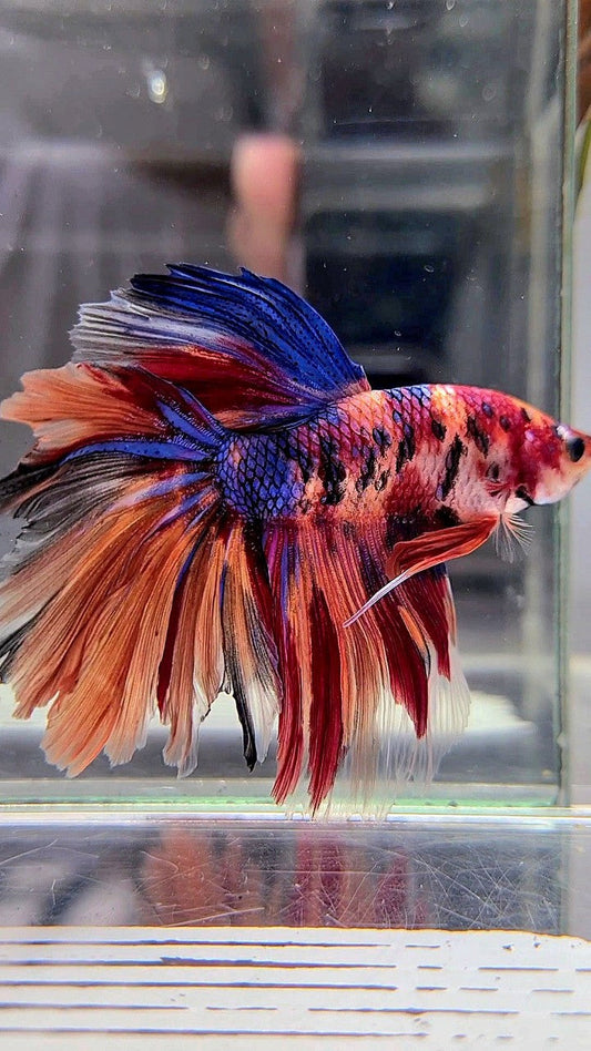 HALFMOON ROSETAIL NEMO GALAXY MULTICOLOR BETTA FISH