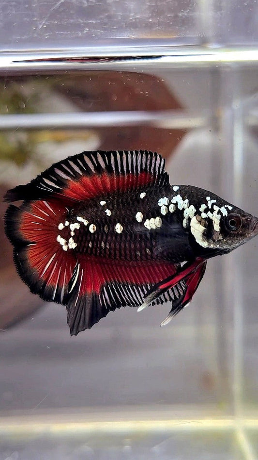 PAIR PLAKAT DOUBLE TAIL WHITE GALAXY BLACK MAMBA SNOW VAMPIRE BETTA FISH