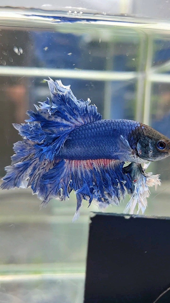 KING FEATHER TAIL BLUE BETTA FISH