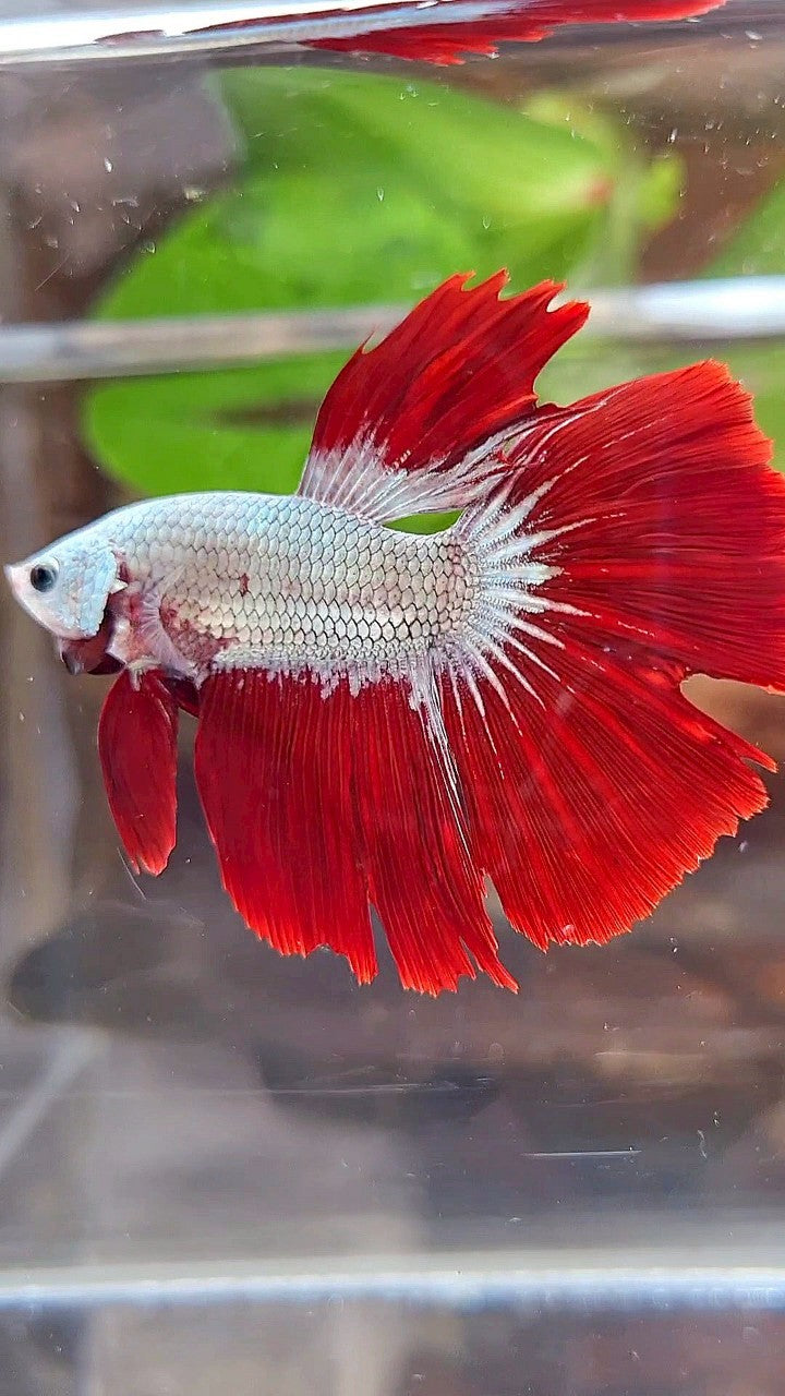 HALFMOON ROSETAIL RED DRAGON SNOW BETTA FISH