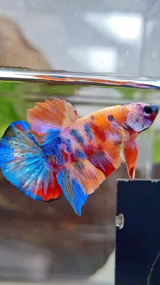 PLAKAT ORANGE GALAXY SUPER MULTICOLOR BETTA FISH