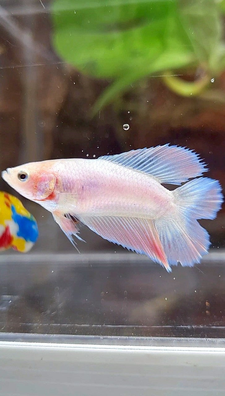 FEMALE HALFMOON DOUBLE TAIL PINK FLAMINGGO BETTA FISH