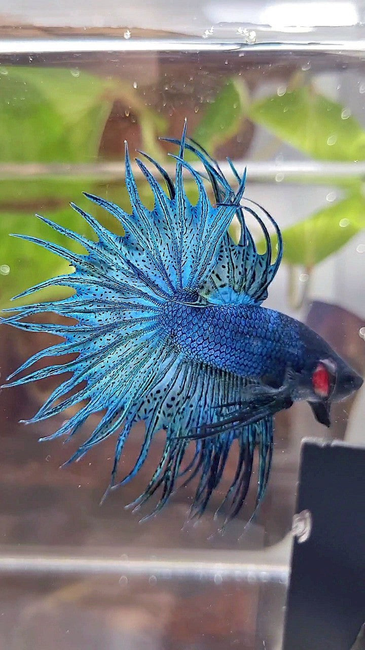 KING CROWNTAIL BLUE GREEN TURQUOISE BETTA FISH