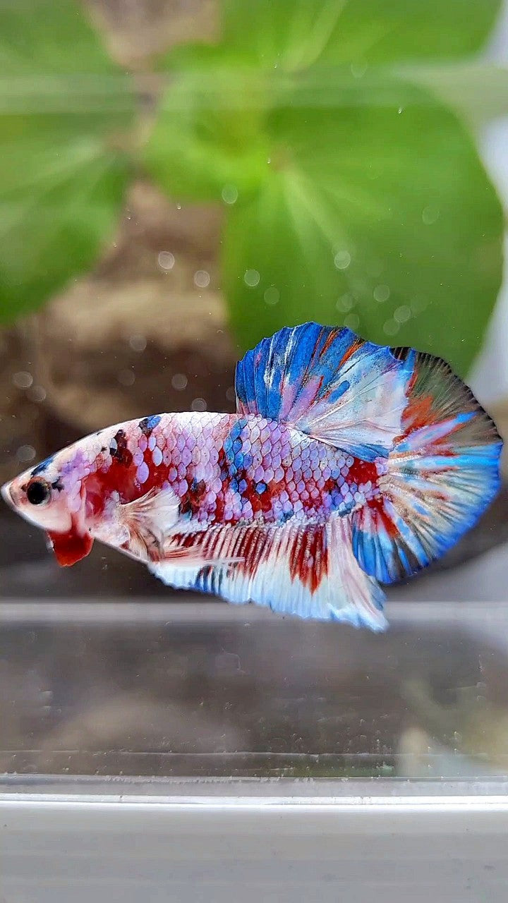 PLAKAT BARONGSAI RED WHITE GALAXY MULTICOLOR BETTA FISH