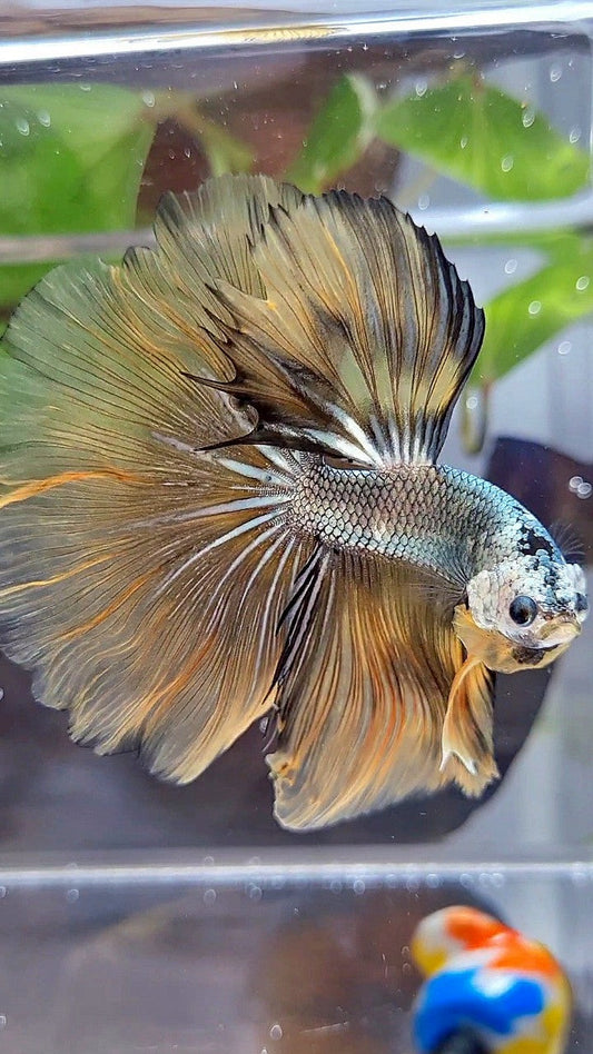 HALFMOON ROSETAIL YELLOW COPPER ARMY MASKING BETTA FISH