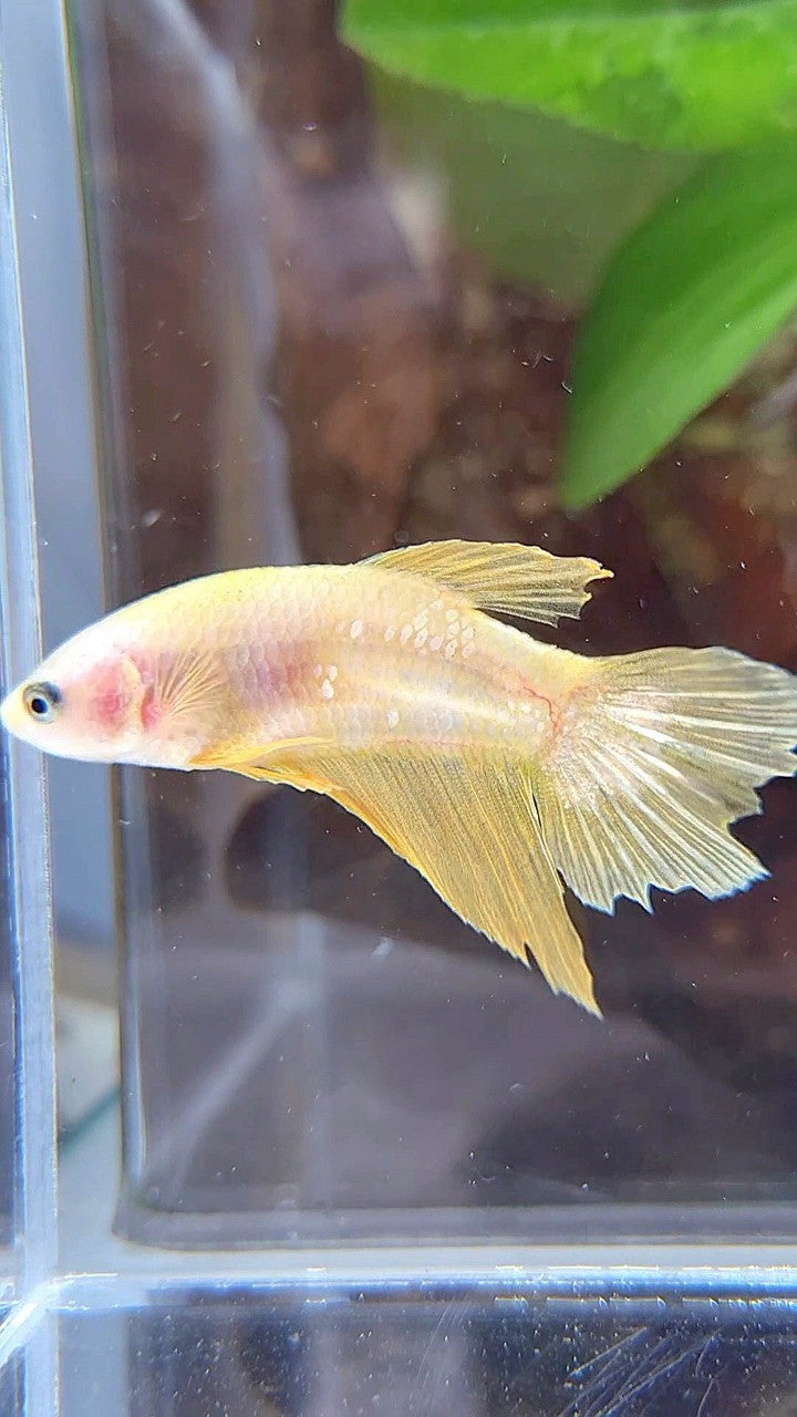 FEMALE HALFMOON YELLOW GOLD GALAXY BETTA FISH