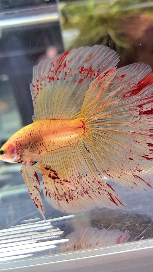 XL HALFMOON ROSETAIL SUPER VANDA YELLOW BETTA FISH