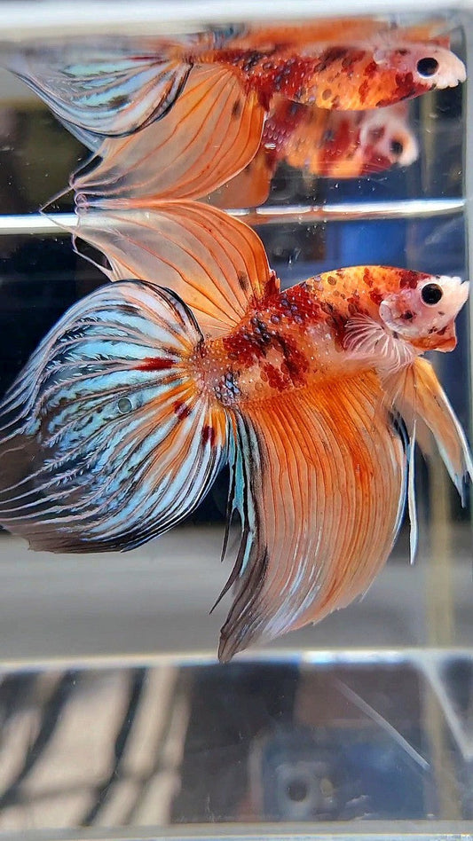 XXL VEILTAIL ORANGE KOI MULTICOLOR BETTA FISH