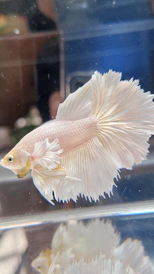 HALFMOON DUMBO EAR WHITE PLATINUM BETTA FISH