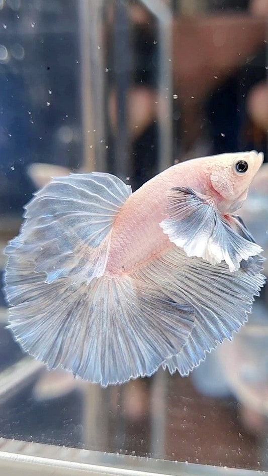 HALFMOON DUMBO EAR ROSETAIL GREY LIGHT GRIZZLE BETTA FISH