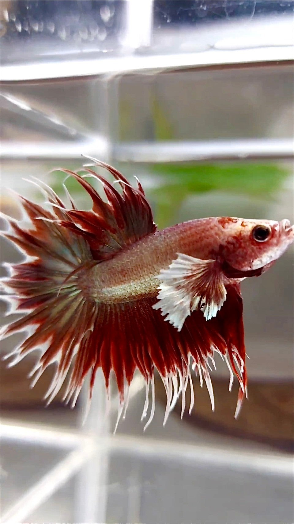 CROWNTAIL DUMBO EAR ROSEGOLD SUPER BETTA FISH