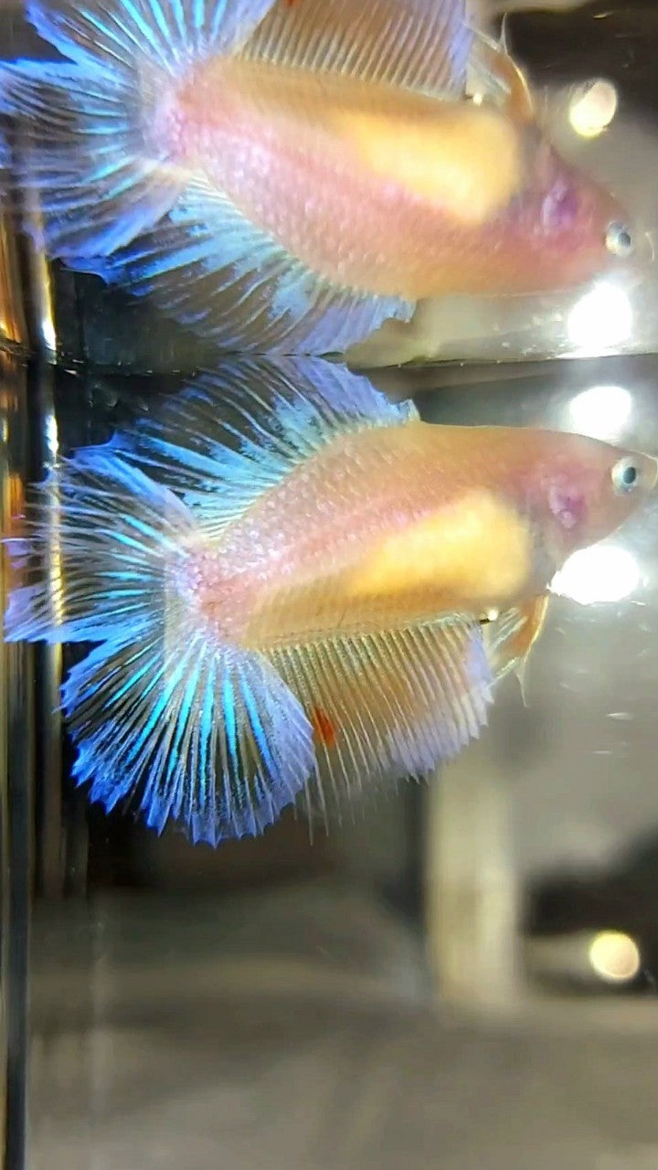 FEMALE HALFMOON DOUBLE TAIL ARMAGEDDON PREMIUM BETTA FISH