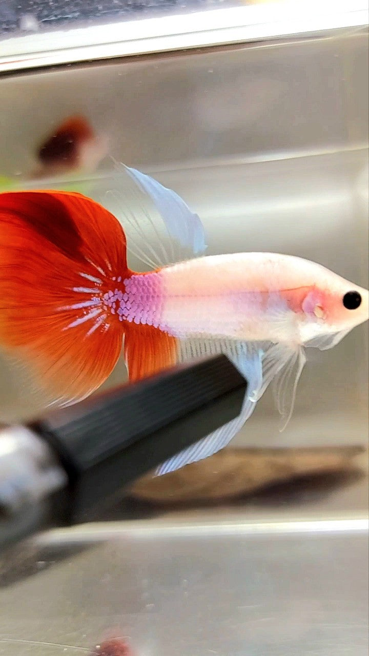 HALFMOON UNIQUE KOI RED TANCHO BETTA FISH