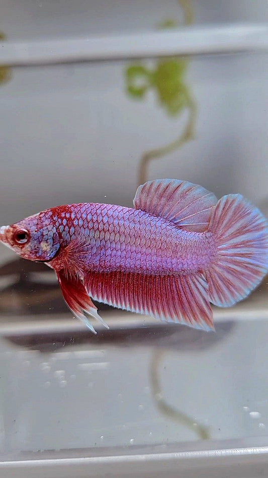 PLAKAT SUPER PINK UNICORN BETTA FISH
