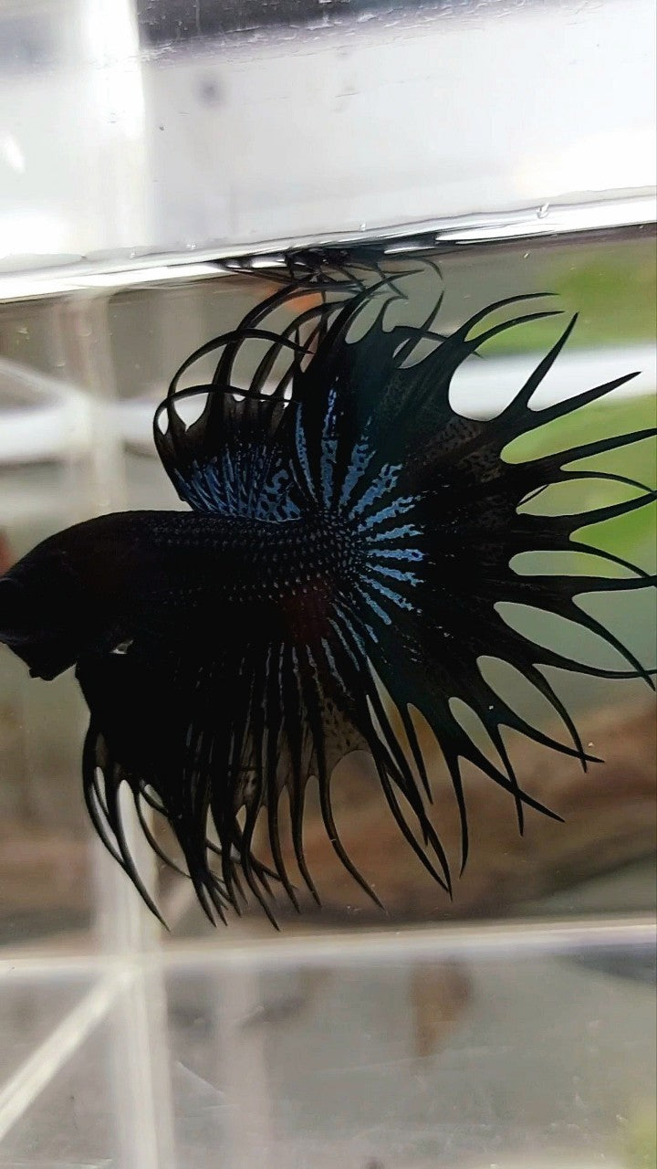 KING CROWNTAIL BLACK ORCHID SUPER PREMIUM BETTA FISH