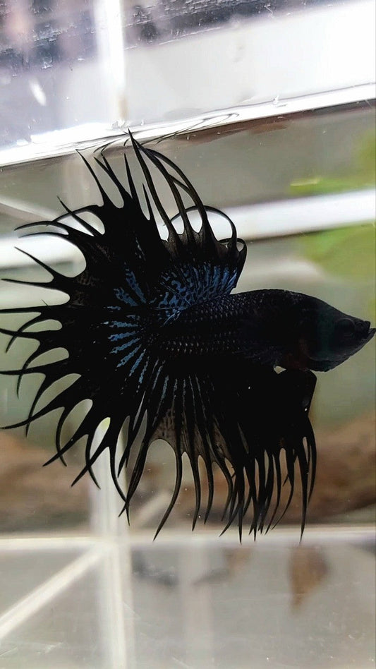 KING CROWNTAIL BLACK ORCHID SUPER PREMIUM BETTA FISH