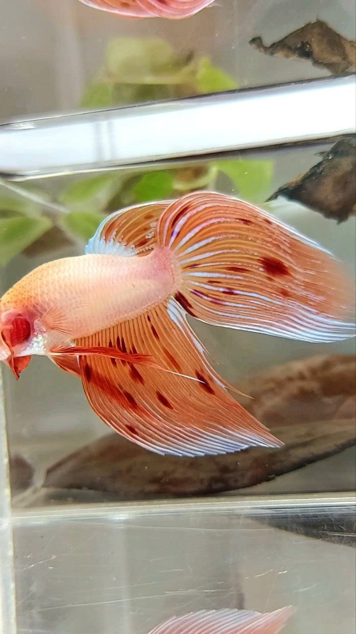 XL VEILTAIL ARMAGEDDON VANDA PREMIUM BETTA FISH