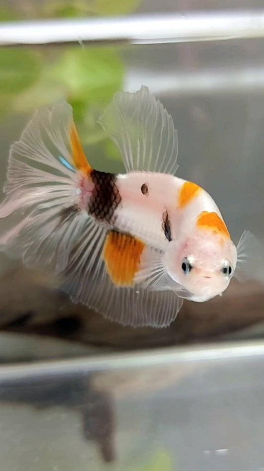 HALFMOON ORANGE KOI MULTICOLOR BETTA FISH