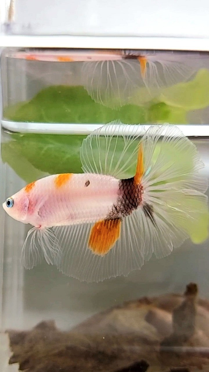 HALFMOON ORANGE KOI MULTICOLOR BETTA FISH