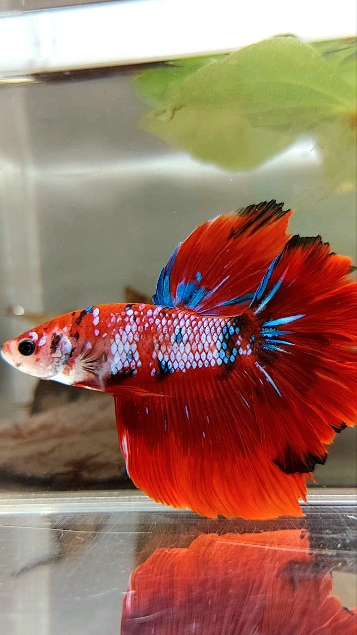 HALFMOON ROSETAIL RED FANCY MULTICOLOR BETTA FISH
