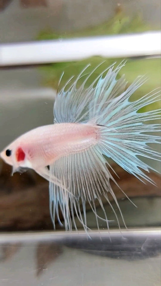 CROWNTAIL TRANSPARENT CELLOPHANE BETTA FISH