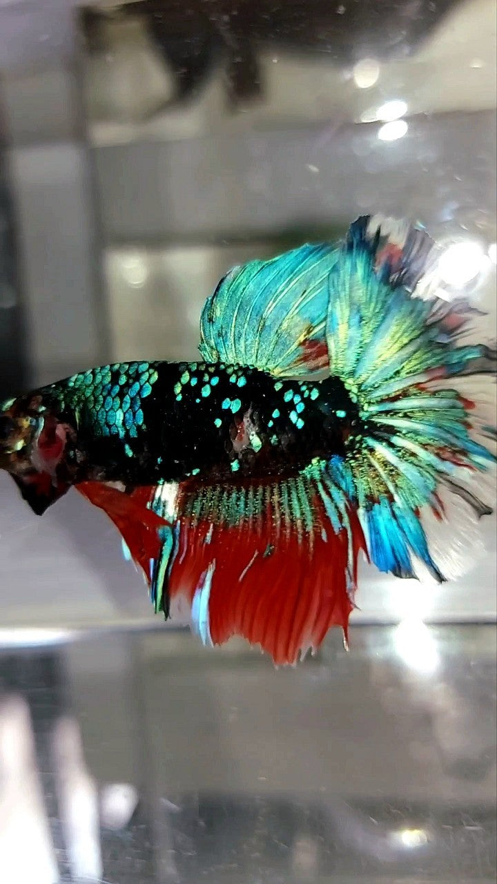 HALFMOON ROSETAIL BLACK KOI GALAXY RED MULTICOLOR BETTA FISH