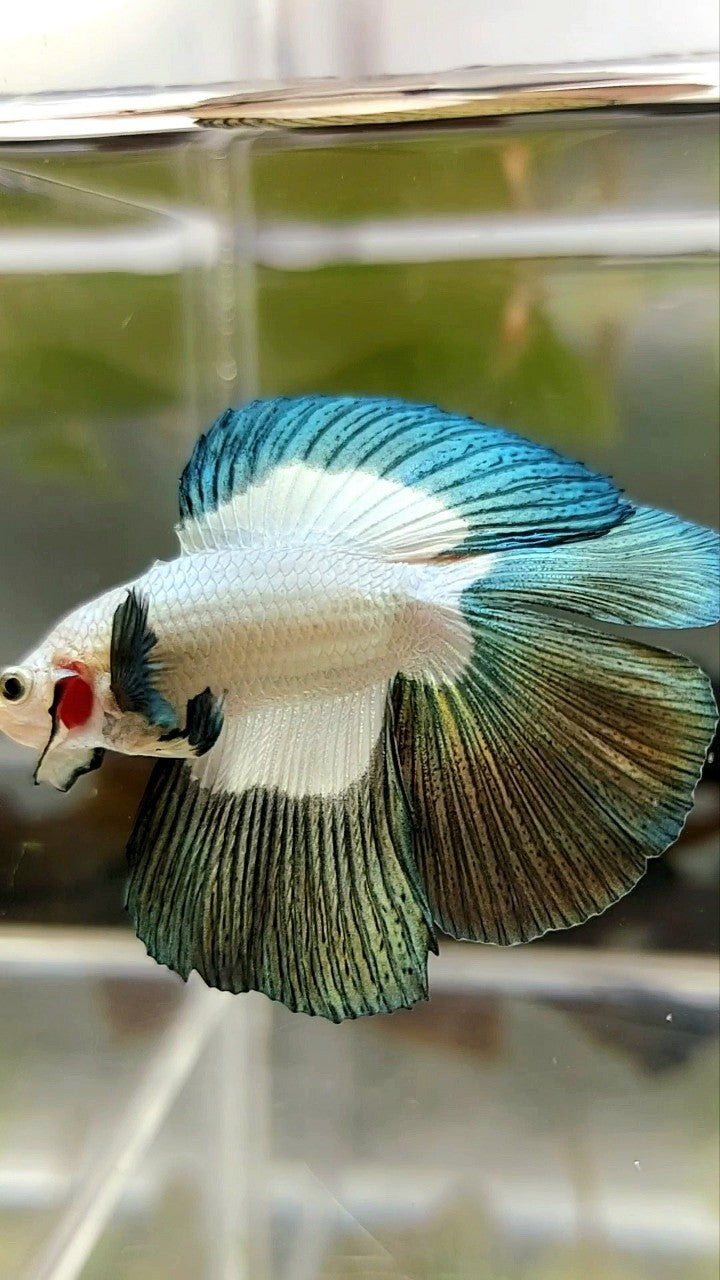 LUXURY HALFMOON DOUBLE TAIL COPPER RIM BUTTERFLY BETTA FISH