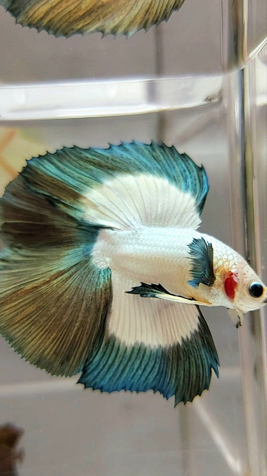 LUXURY HALFMOON DOUBLE TAIL COPPER RIM BUTTERFLY BETTA FISH