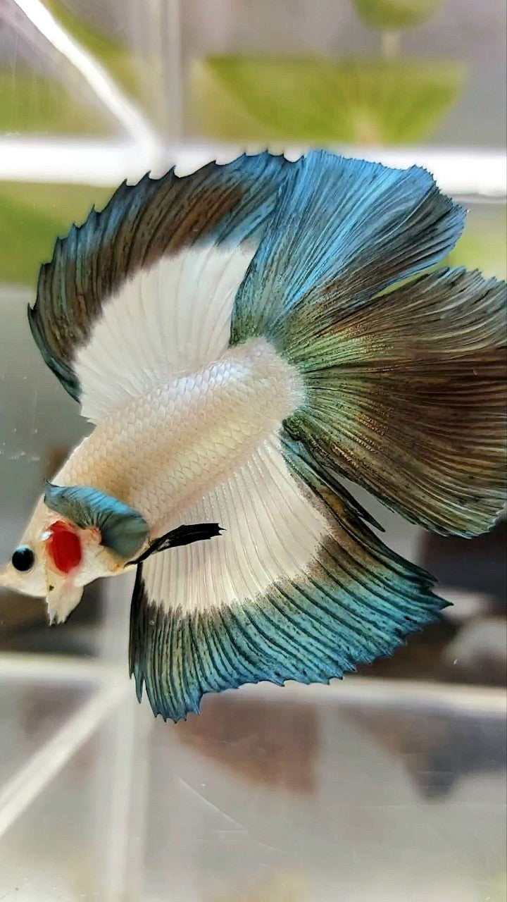LUXURY HALFMOON DOUBLE TAIL COPPER RIM BUTTERFLY BETTA FISH