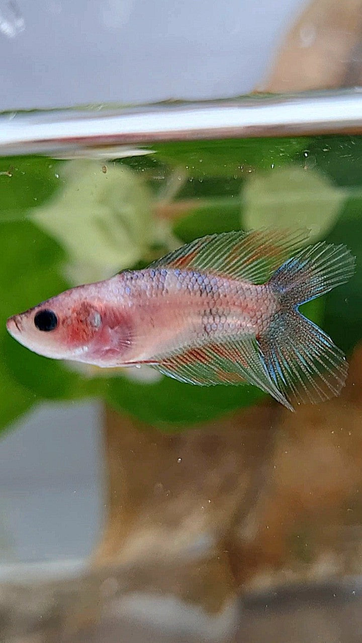 FEMALE VEILTAIL DOUBLE TAIL KOI FANCY BETTA FISH
