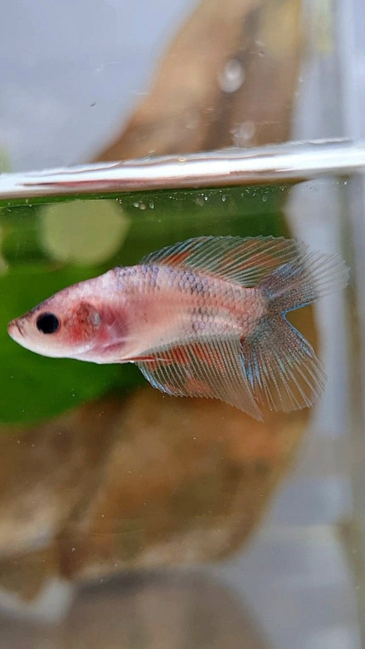 FEMALE VEILTAIL DOUBLE TAIL KOI FANCY BETTA FISH