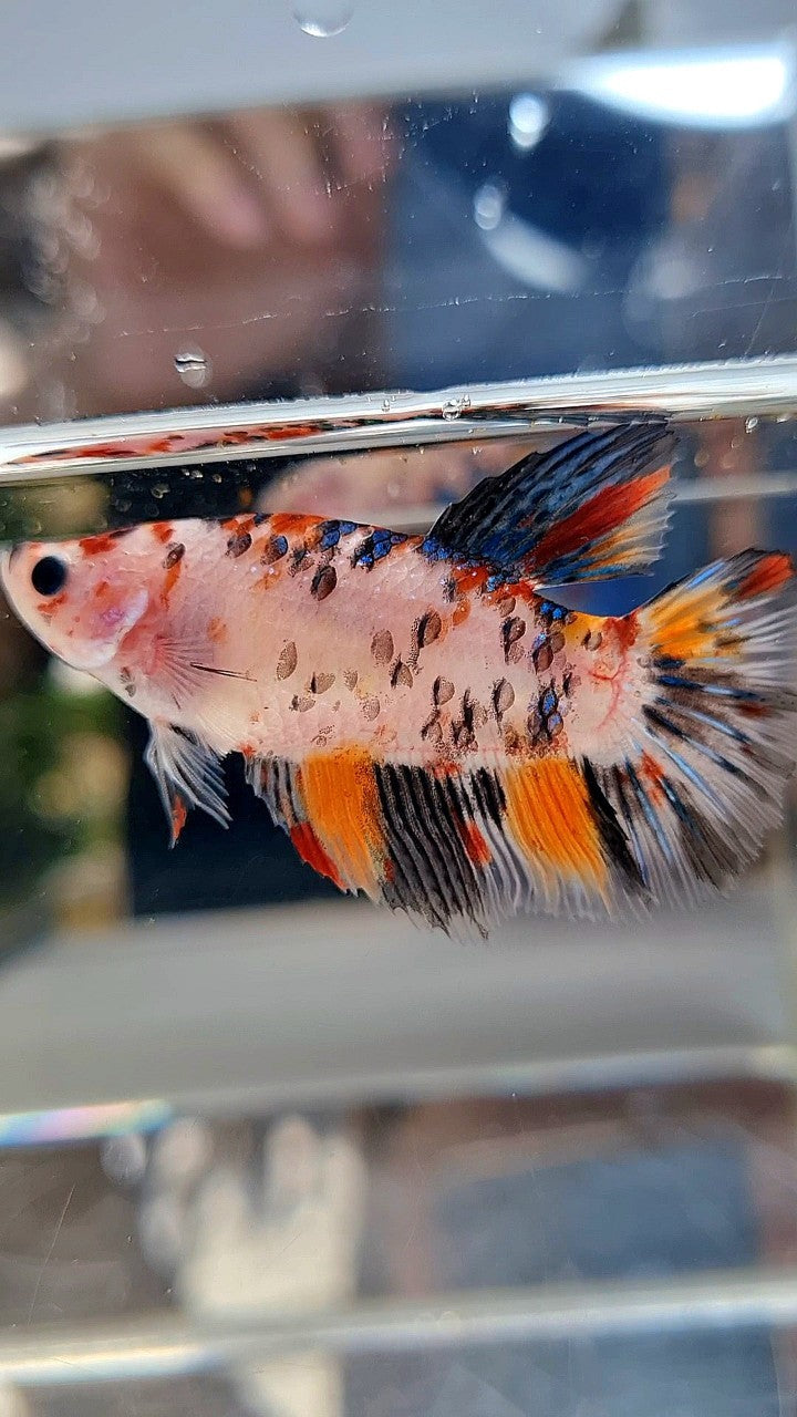 XL FEMALE HALFMOON KOI TIGER MULTICOLOR BETTA FISH
