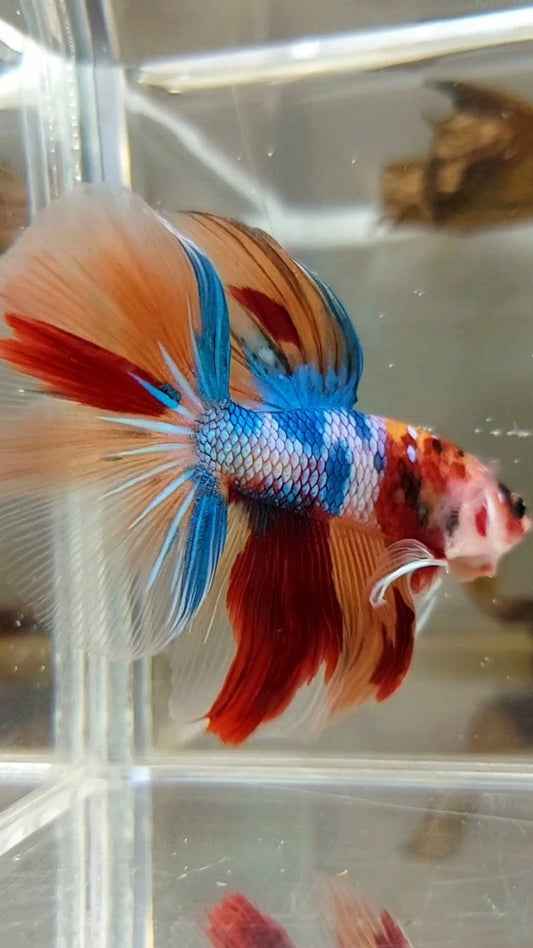 HALFMOON ROSETAIL NEMO FANCY MULTICOLOR BETTA FISH