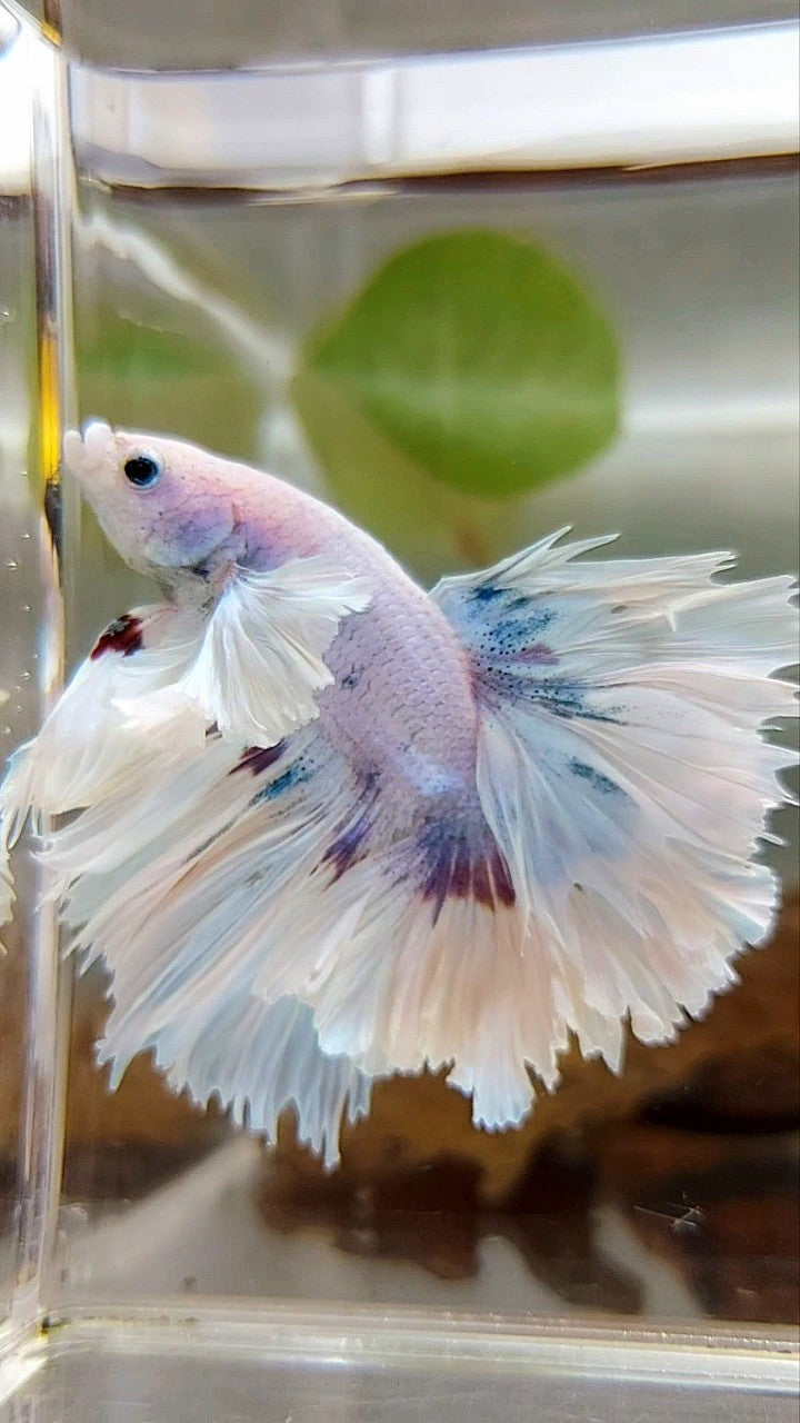 LUXURY HALFMOON SUPER DUMBO EAR FEATHER TAIL WHITE PURPLE BETTA FISH