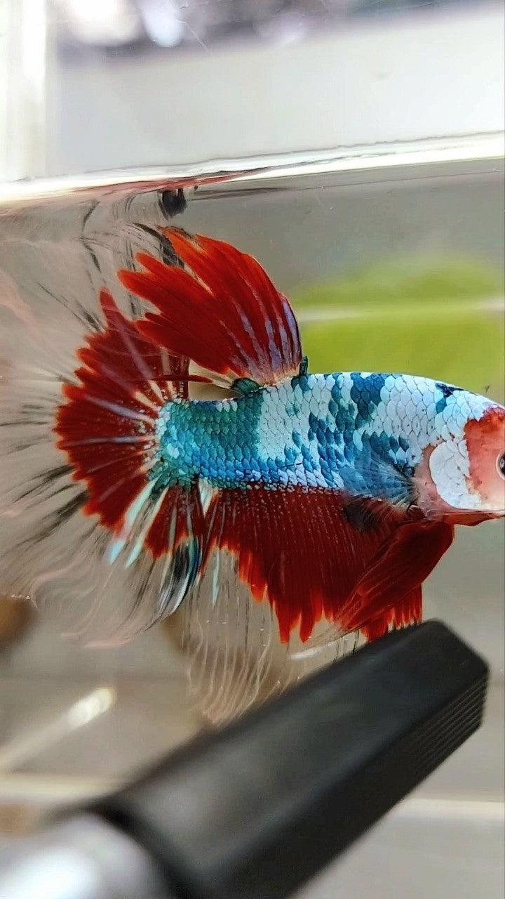 HALFMOON ROSETAIL RED KOI FANCY MULTICOLOR BETTA FISH