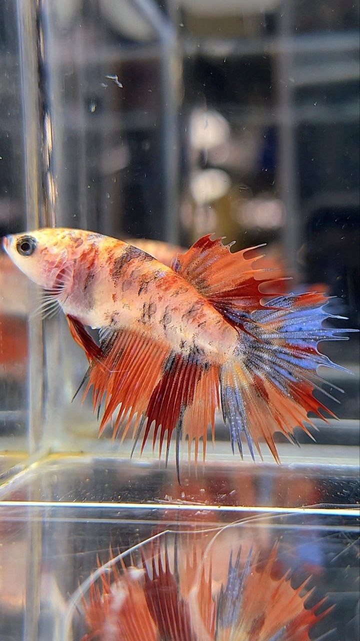 FEMALE CROWNTAIL ORANGE MULTICOLOR BETTA FISH