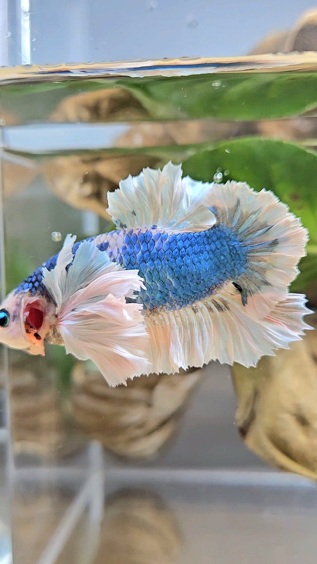 LUXURY PLAKAT ROSE EAR WHITE BLUE METALLIC BETTA FISH