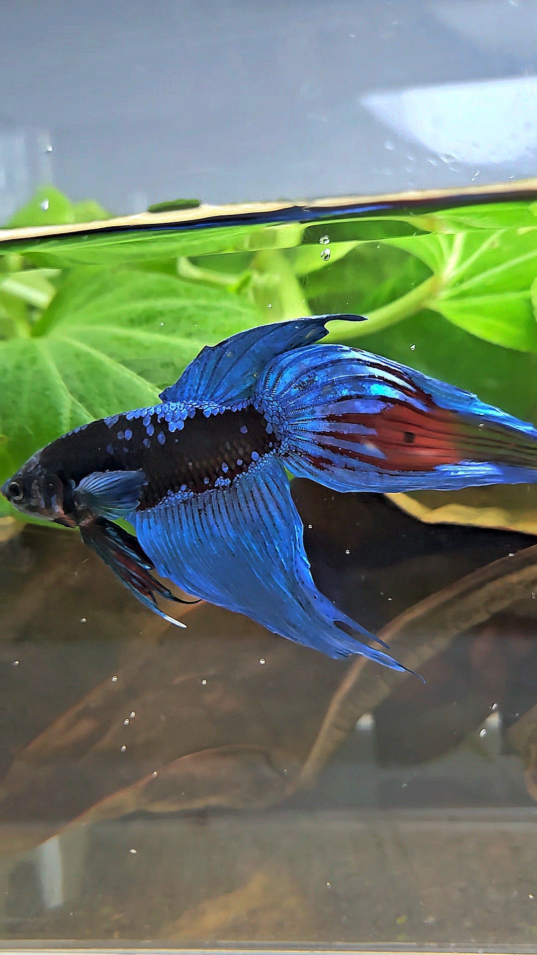 VEILTAIL BLACK GALAXY AVATAR EMERALD BETTA FISH