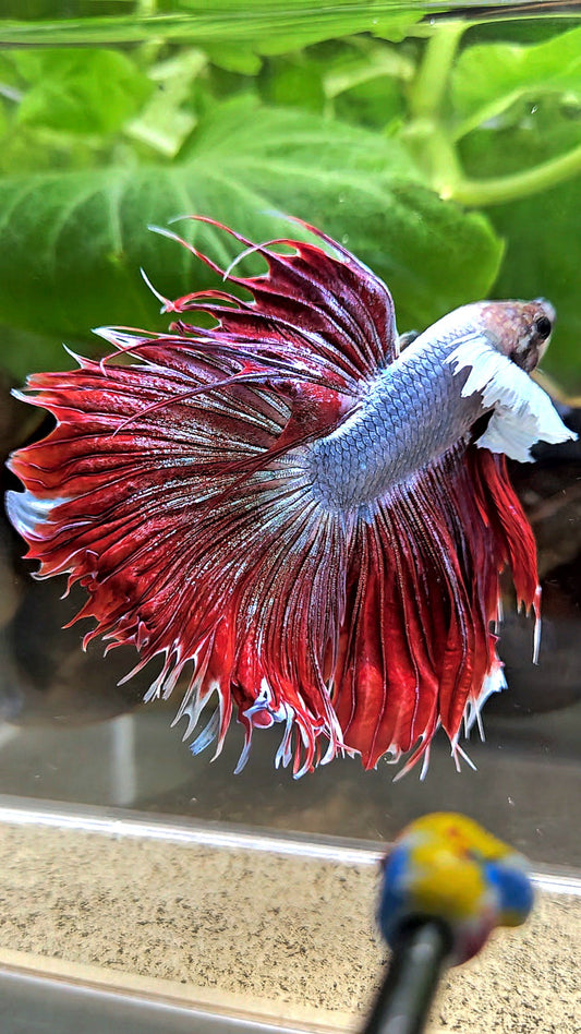 LUXURY XL CROWNTAIL HALFSUN DUMBO EAR RED MAGENTA BETTA FISH