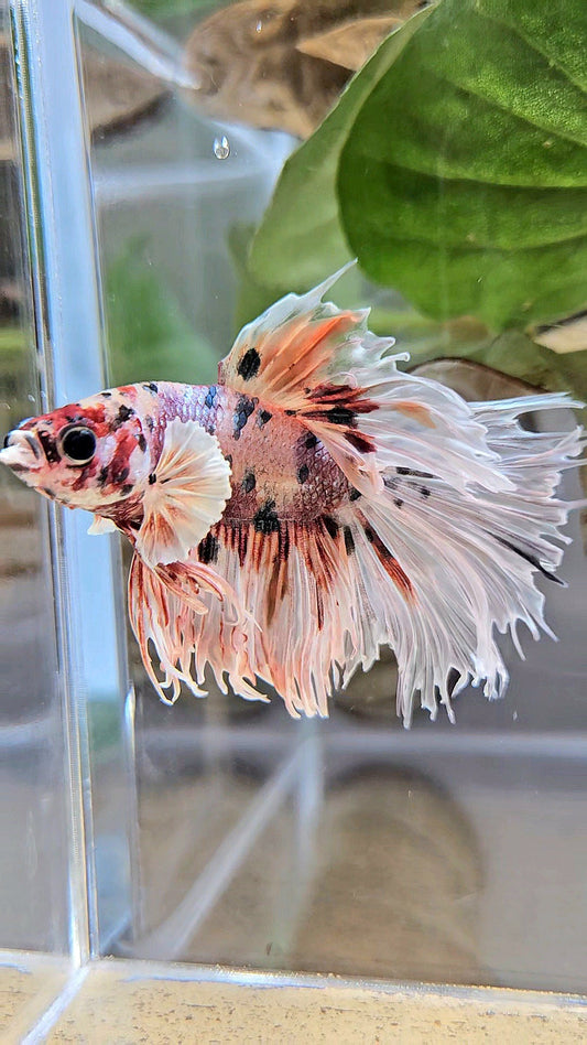 CROWNTAIL HALFSUN BIG EAR ROSEGOLD COPPER MULTICOLOR BETTA FISH