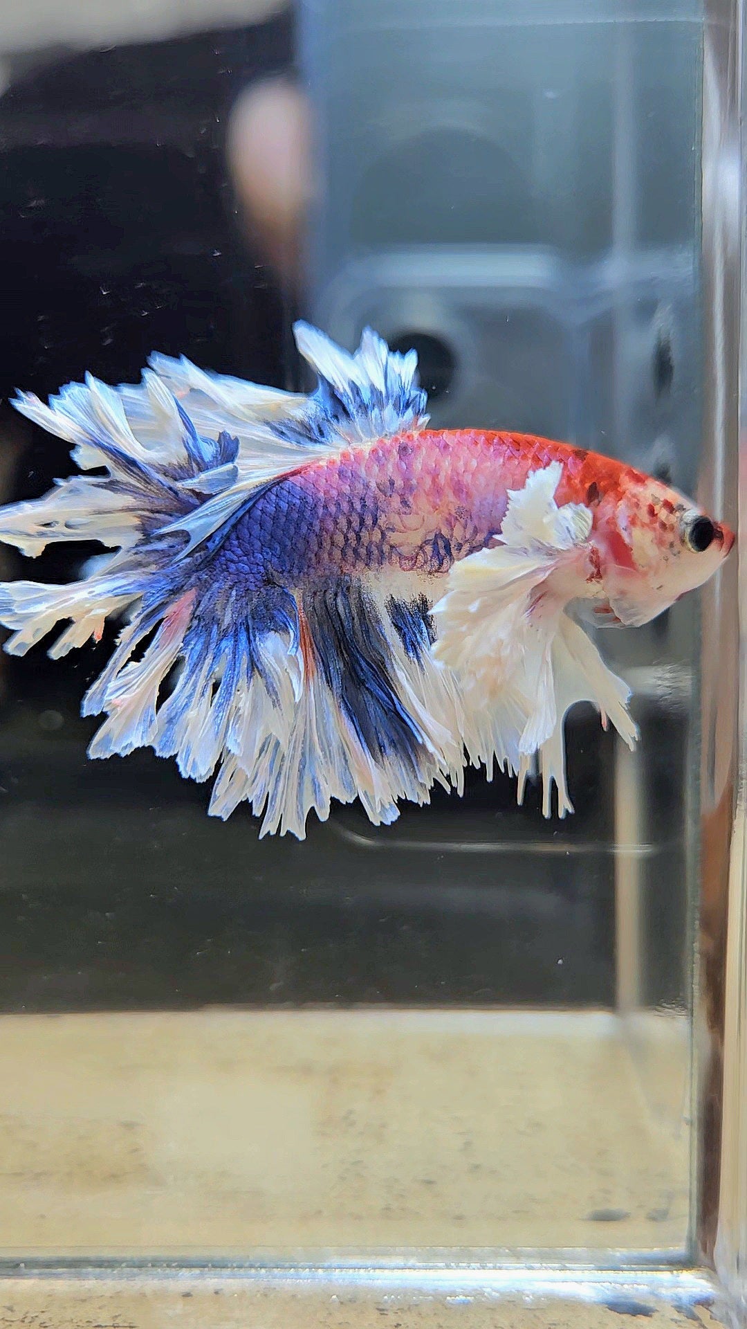 HALFMOON FEATHER TAIL DUMBO EAR MULTICOLOR BETTA FISH