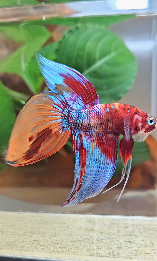 LUXURY VEILTAIL SUPER MULTICOLOR METALLIC PATTERN BETTA FISH