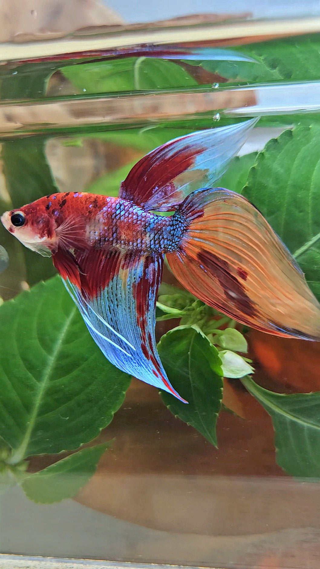 LUXURY VEILTAIL SUPER MULTICOLOR METALLIC PATTERN BETTA FISH