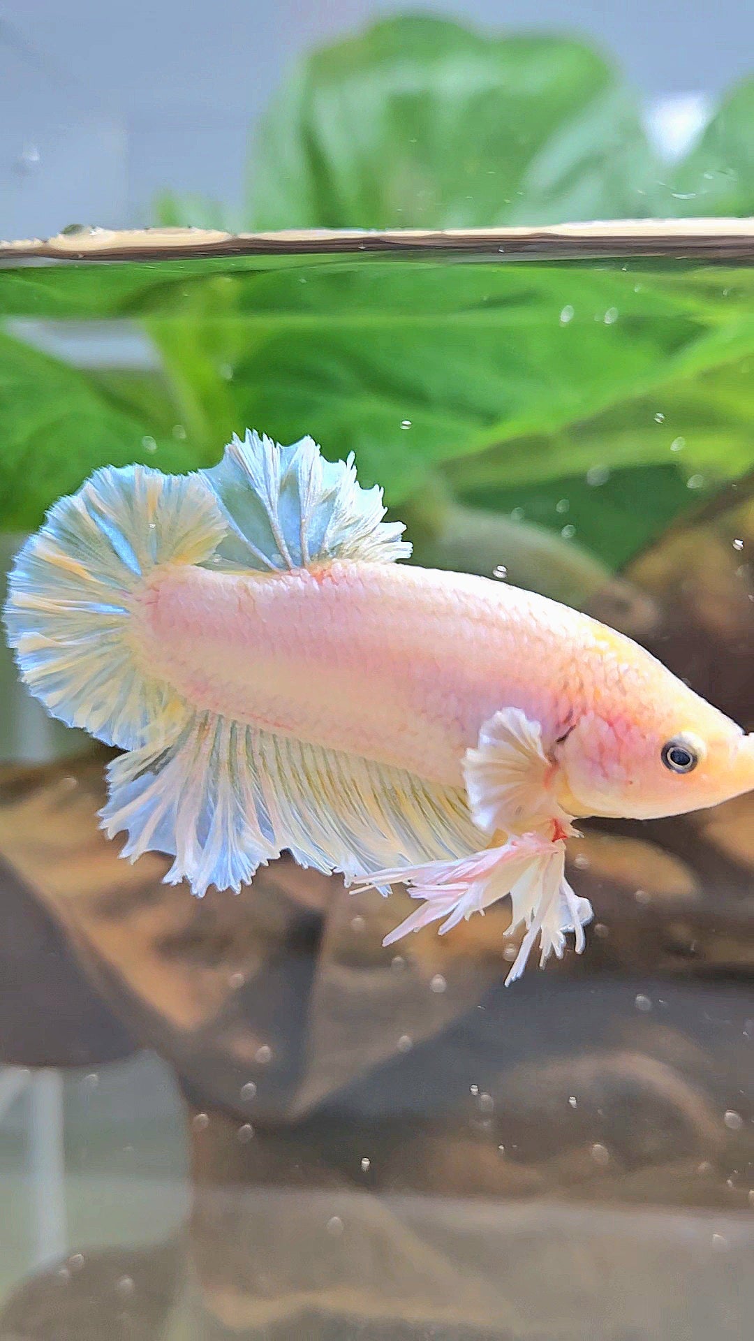 KING FEATHER PLAKAT YELLOW WHITE BETTA FISH