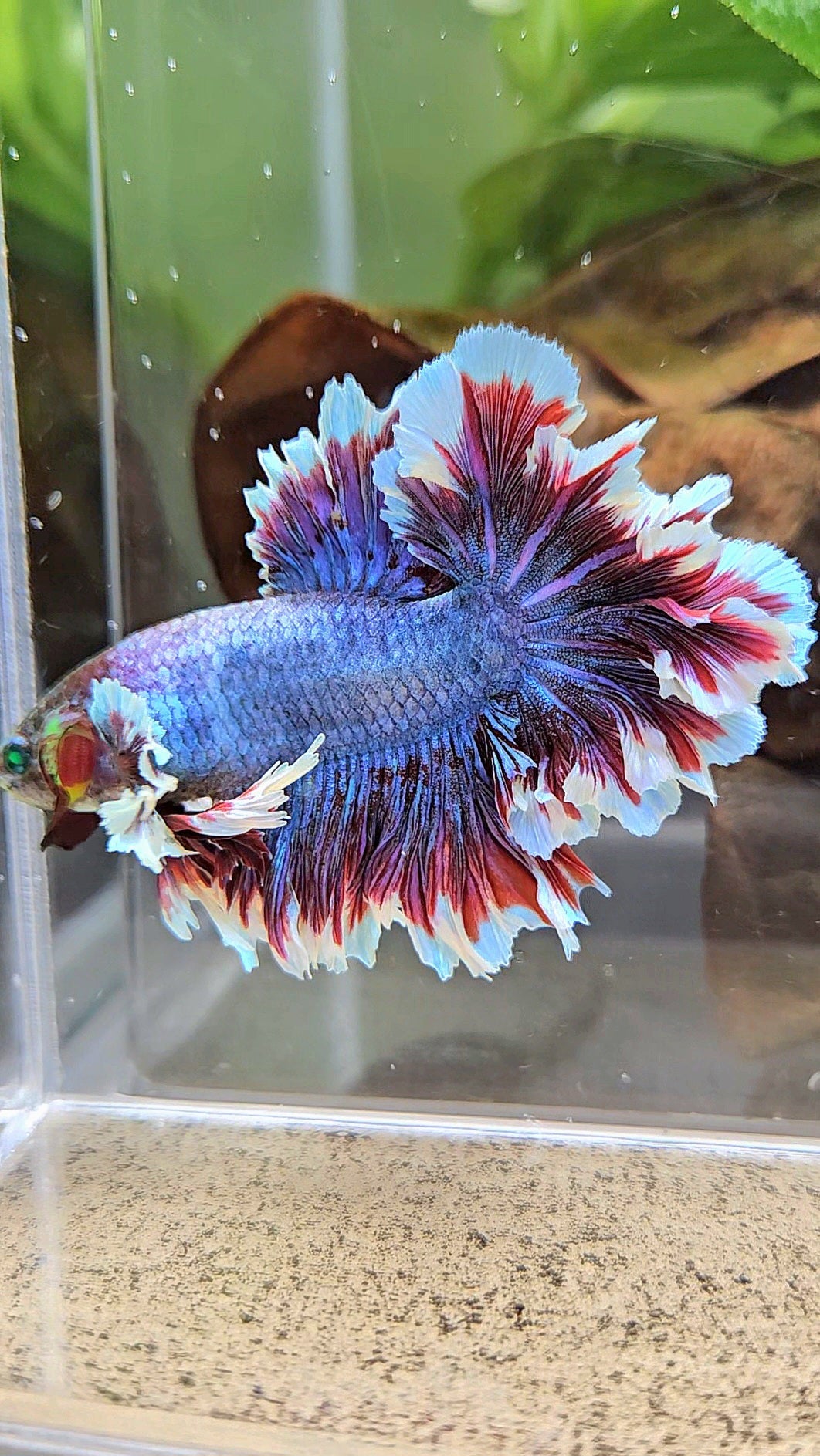 KING FEATHER TAIL HALFMOON NEON HULK PURPLE BETTA FISH